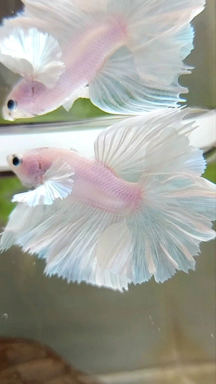 HALFMOON DUMBO EAR FEATHER TAIL WHITE UNICORN PREMIUM BETTA FISH