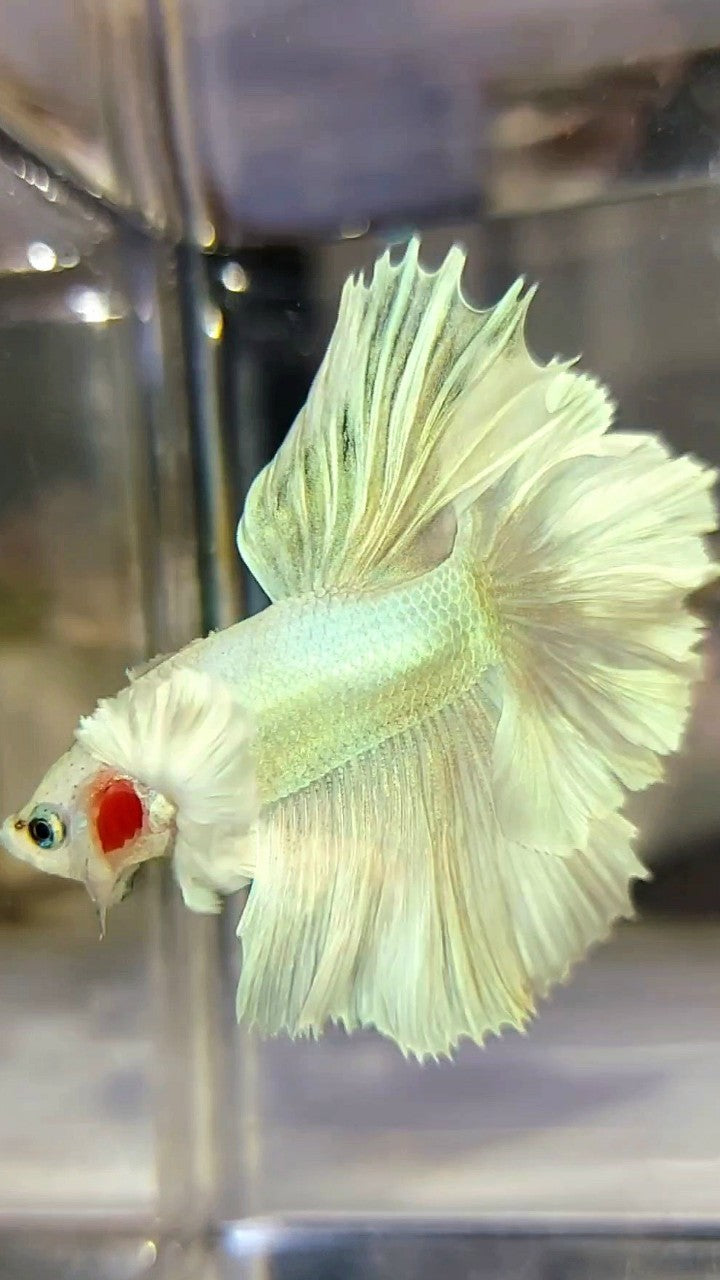 HALFMOON DUMBO EAR FEATHER TAIL WHITE UNICORN PREMIUM BETTA FISH