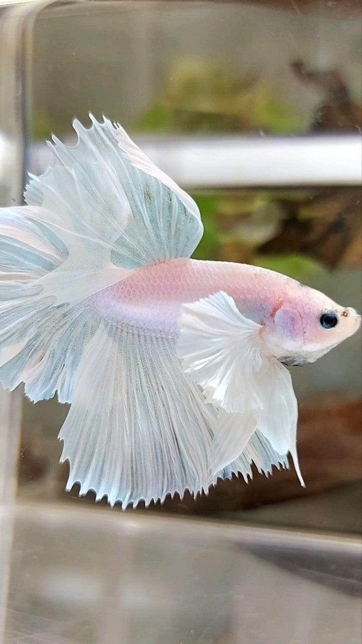 HALFMOON DUMBO EAR FEATHER TAIL WHITE UNICORN PREMIUM BETTA FISH