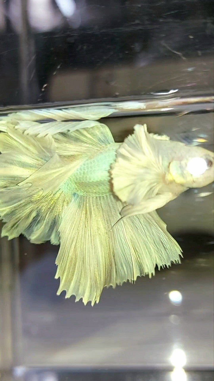 HALFMOON DUMBO EAR FEATHER TAIL WHITE UNICORN PREMIUM BETTA FISH