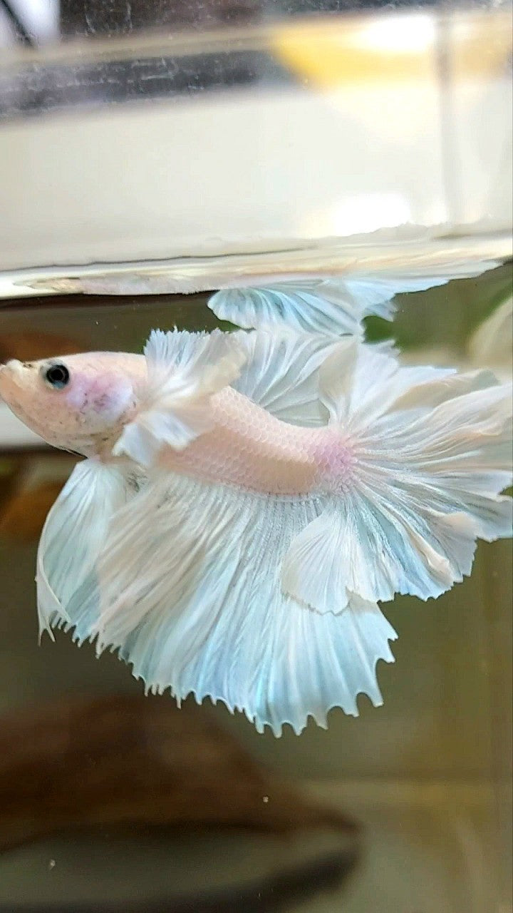 HALFMOON DUMBO EAR FEATHER TAIL WHITE UNICORN PREMIUM BETTA FISH