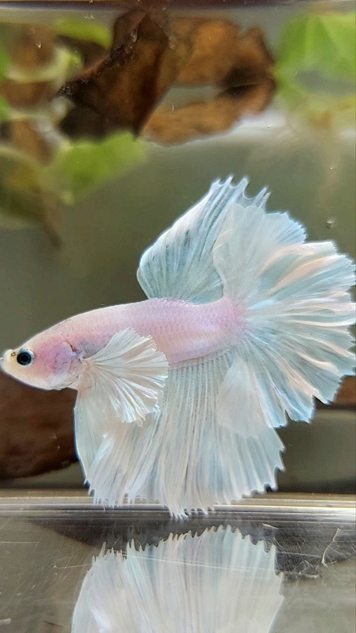 HALFMOON DUMBO EAR FEATHER TAIL WHITE UNICORN PREMIUM BETTA FISH