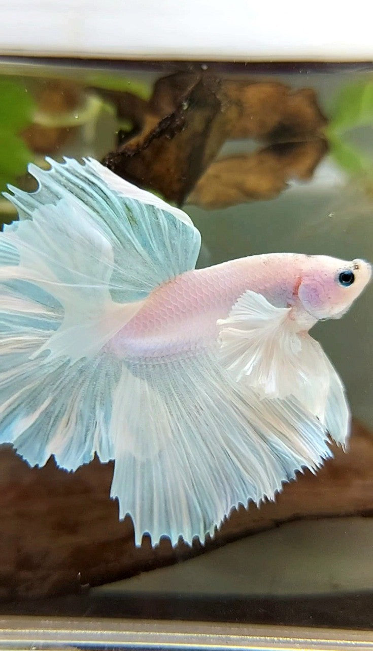 HALFMOON DUMBO EAR FEATHER TAIL WHITE UNICORN PREMIUM BETTA FISH