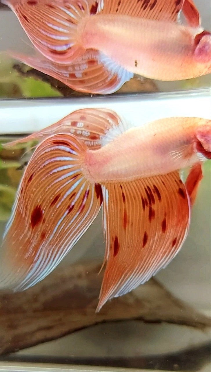 Vanda Color Betta XL VEILTAIL ARMAGEDDON VANDA PREMIUM BETTA FISH – Rare Betta Fish Store