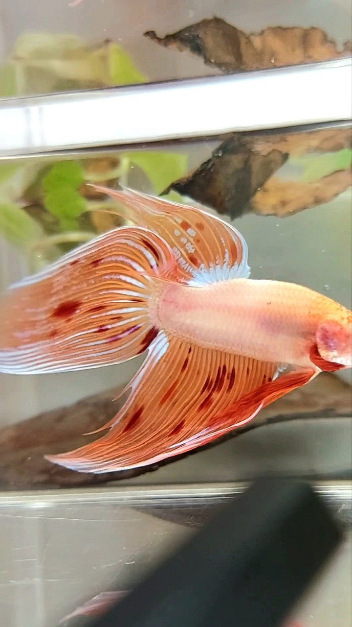 Vanda Color Betta XL VEILTAIL ARMAGEDDON VANDA PREMIUM BETTA FISH – Rare Betta Fish Store