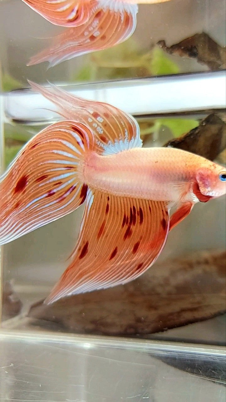 Vanda Color Betta XL VEILTAIL ARMAGEDDON VANDA PREMIUM BETTA FISH – Rare Betta Fish Store