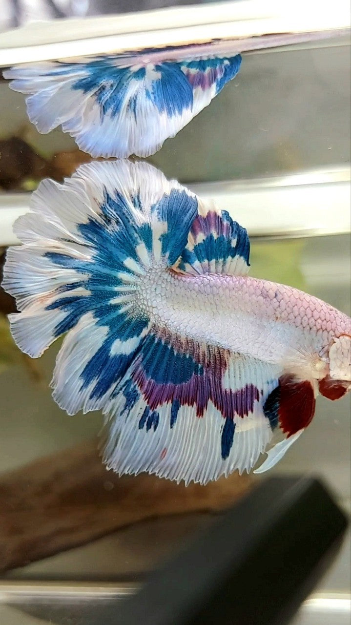 HALFMOON ROSETAIL BLUE PURPLE FANCY RIM UNIQUE BETTA FISH