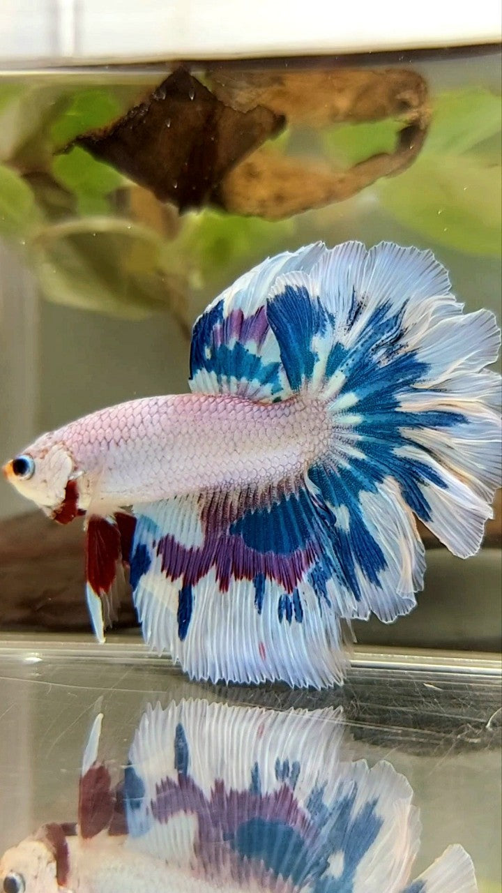 HALFMOON ROSETAIL BLUE PURPLE FANCY RIM UNIQUE BETTA FISH