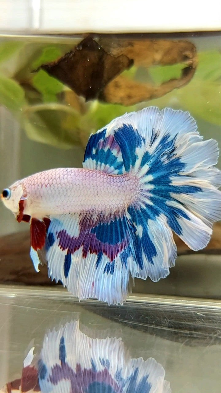 HALFMOON ROSETAIL BLUE PURPLE FANCY RIM UNIQUE BETTA FISH