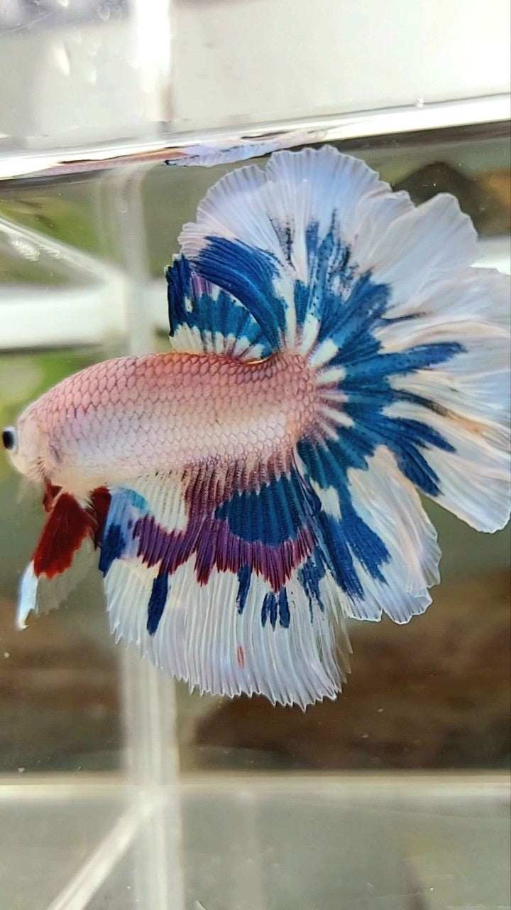 HALFMOON ROSETAIL BLUE PURPLE FANCY RIM UNIQUE BETTA FISH