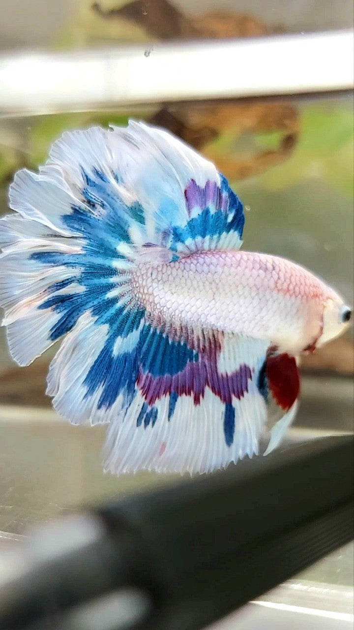 HALFMOON ROSETAIL BLUE PURPLE FANCY RIM UNIQUE BETTA FISH