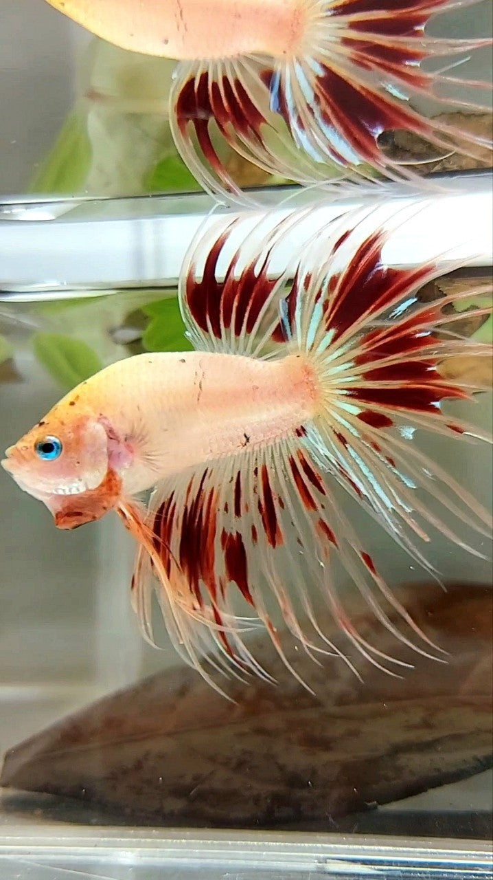 Vanda Color Betta XL CROWNTAIL ARMAGEDDON VANDA BETTA FISH – Rare Betta Fish Store