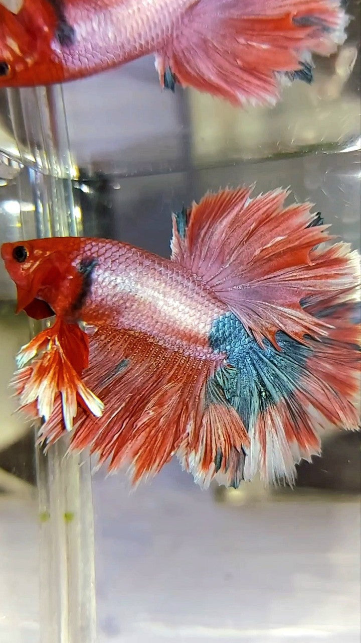 KING ROSETAIL HALFMOON LILA ROT MAGENTA SELTENER BETTA-FISCH