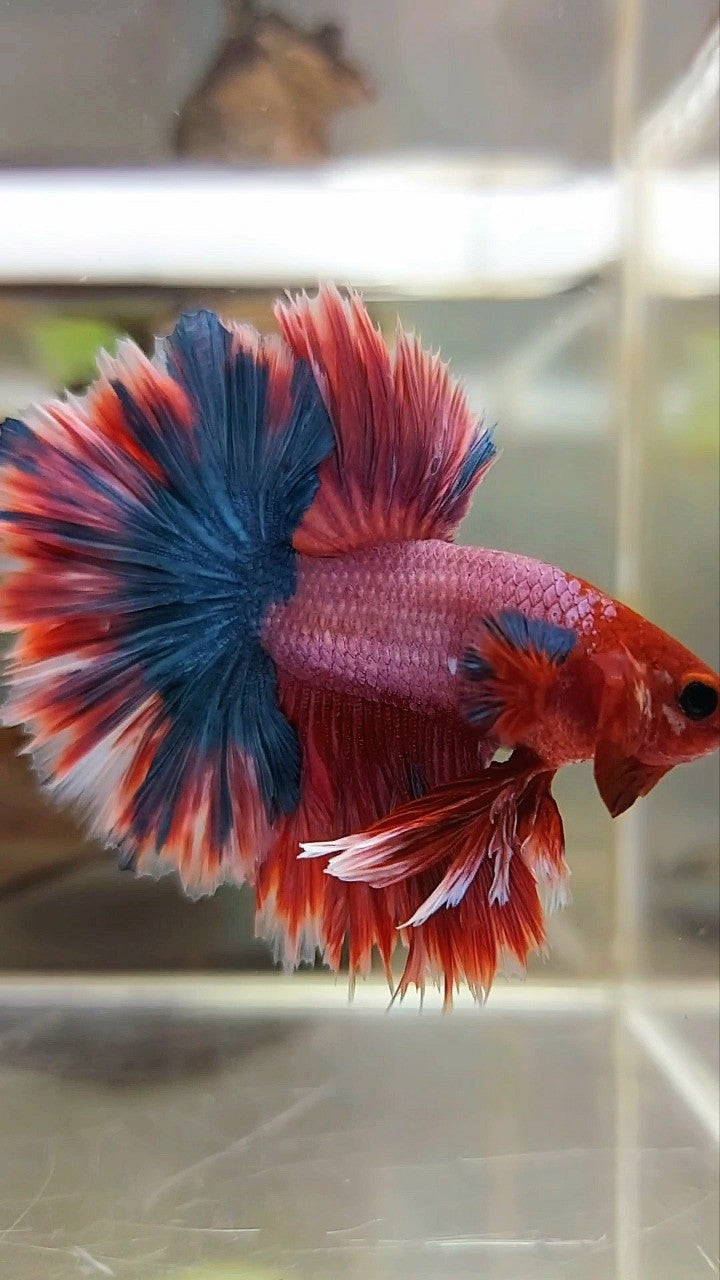 KING ROSETAIL HALFMOON LILA ROT MAGENTA SELTENER BETTA-FISCH