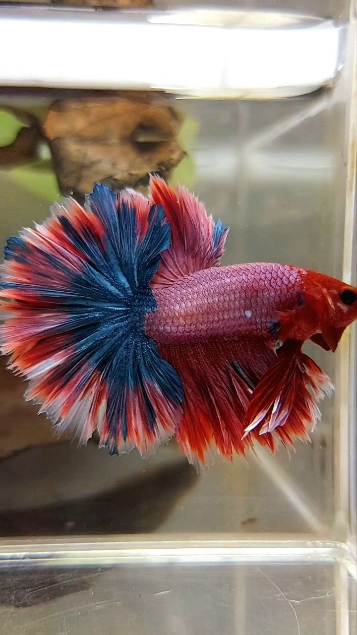 KING ROSETAIL HALFMOON LILA ROT MAGENTA SELTENER BETTA-FISCH