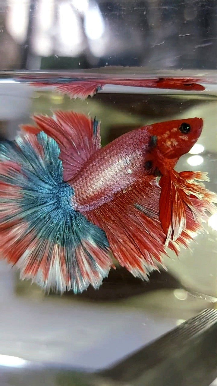 KING ROSETAIL HALFMOON LILA ROT MAGENTA SELTENER BETTA-FISCH