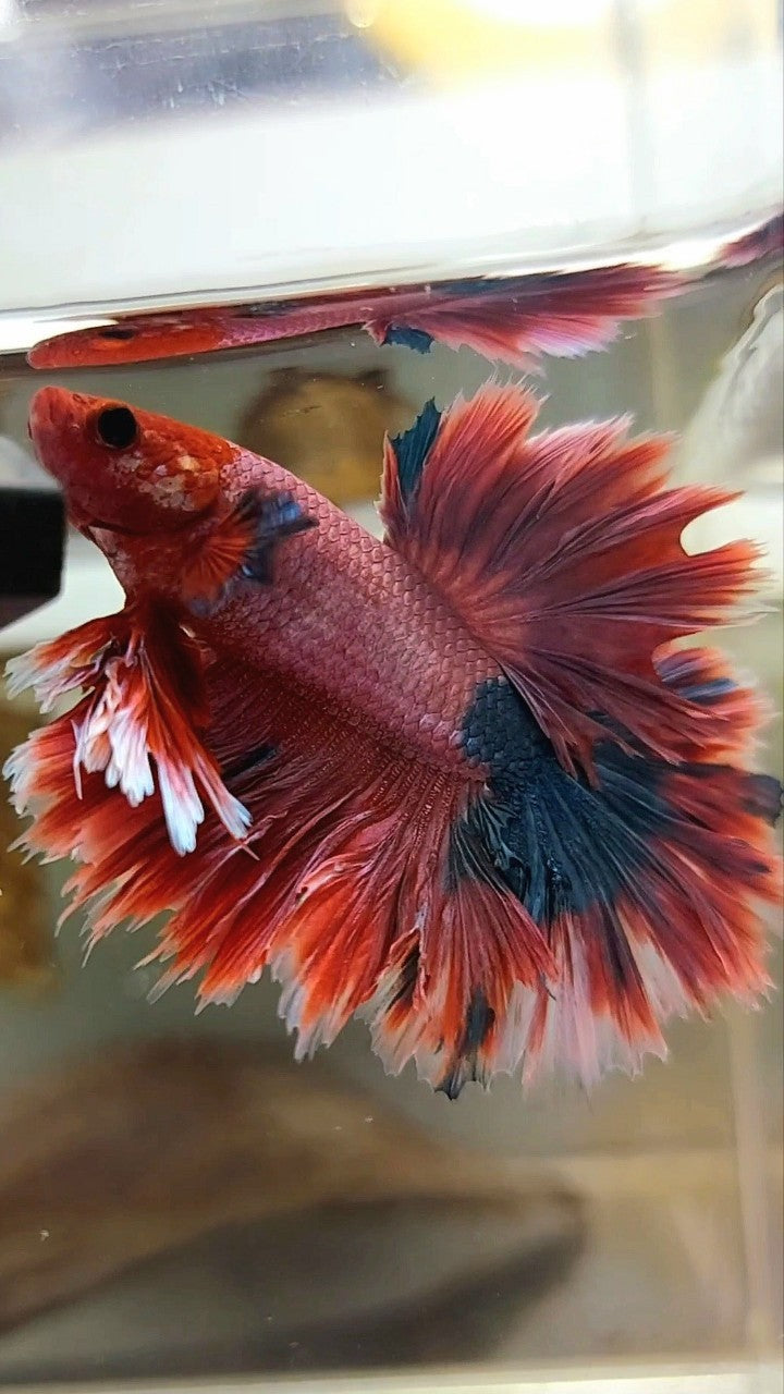 KING ROSETAIL HALFMOON PURPLE RED MAGENTA RARE BETTA FISH