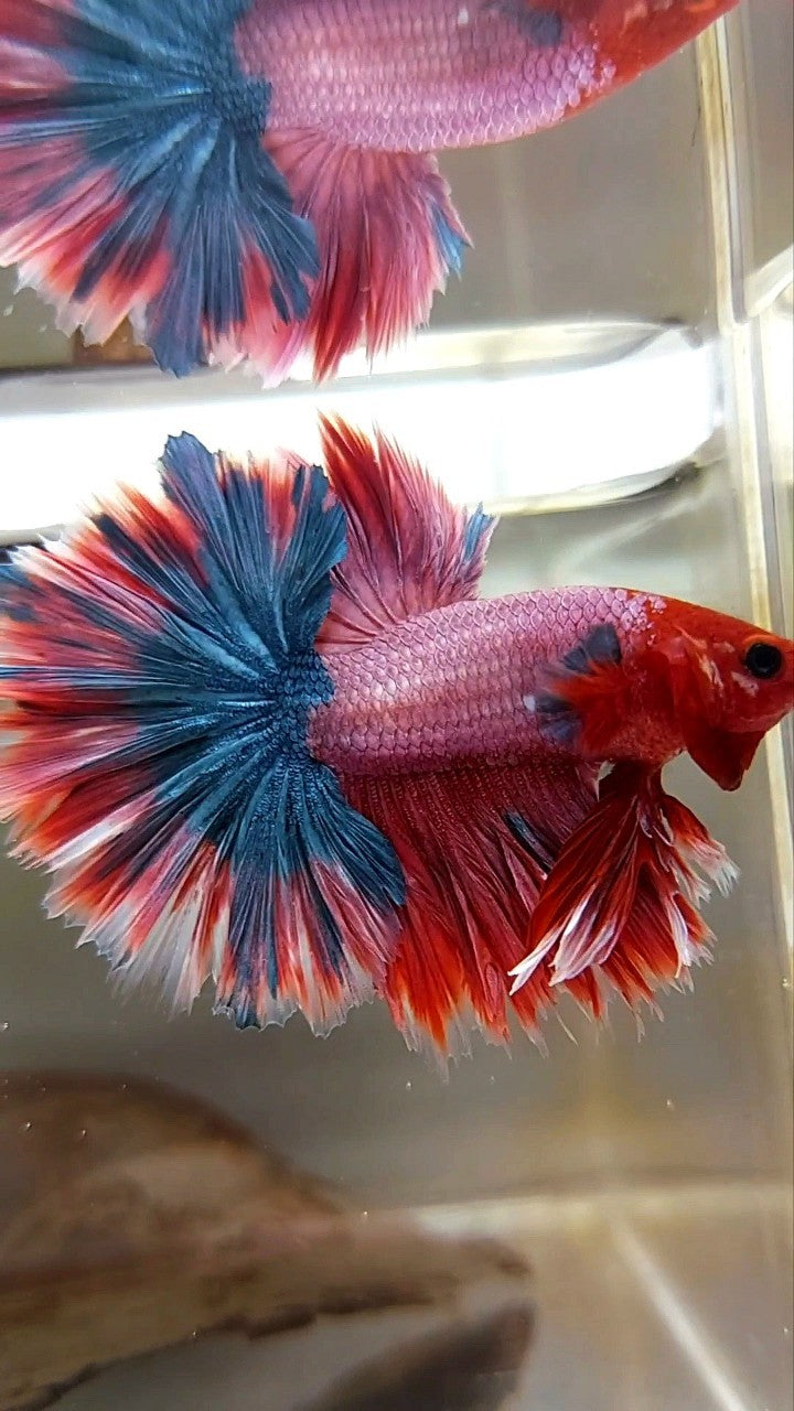 KING ROSETAIL HALFMOON PURPLE RED MAGENTA RARE BETTA FISH