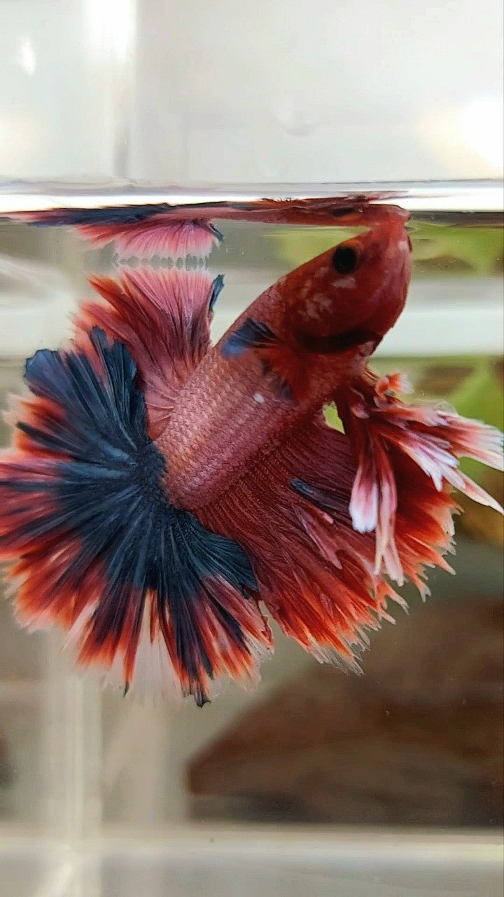 KING ROSETAIL HALFMOON PURPLE RED MAGENTA RARE BETTA FISH