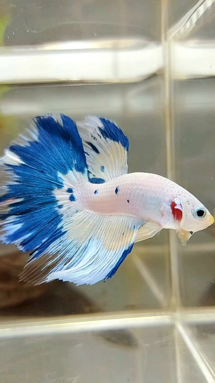 HALFMOON ROSETAIL BLUE MARBLE YELLOW RIM BETTA FISH