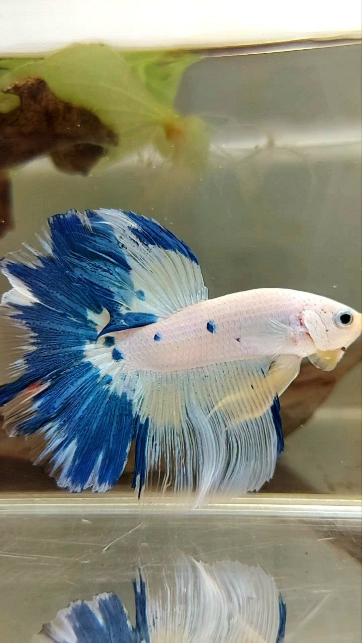 HALFMOON ROSETAIL BLUE MARBLE YELLOW RIM BETTA FISH