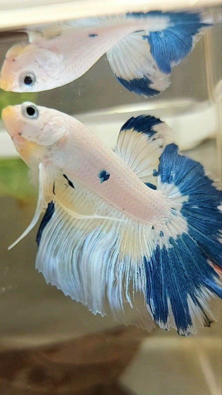 HALFMOON ROSETAIL BLUE MARBLE YELLOW RIM BETTA FISH