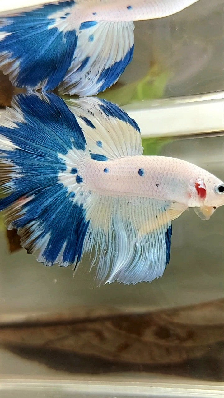 HALFMOON ROSETAIL BLUE MARBLE YELLOW RIM BETTA FISH