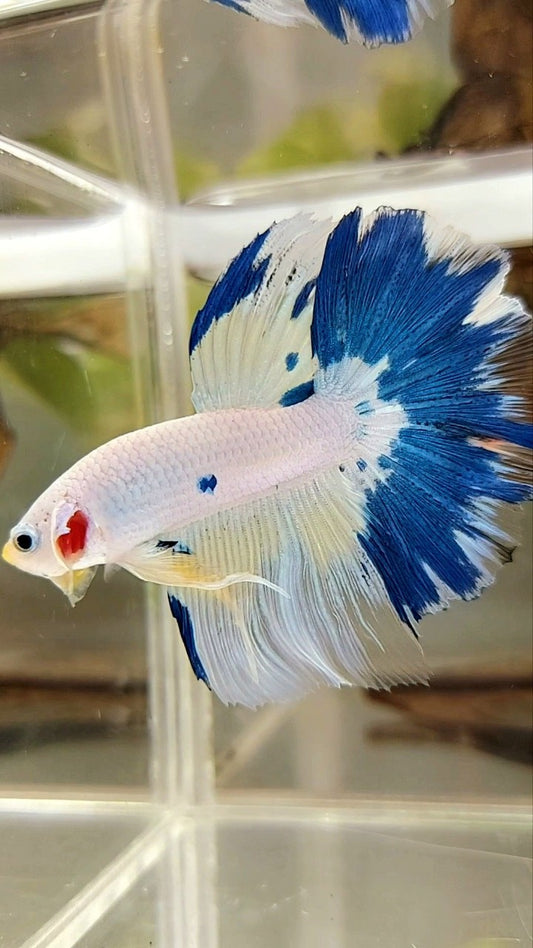 HALFMOON ROSETAIL BLUE MARBLE YELLOW RIM BETTA FISH