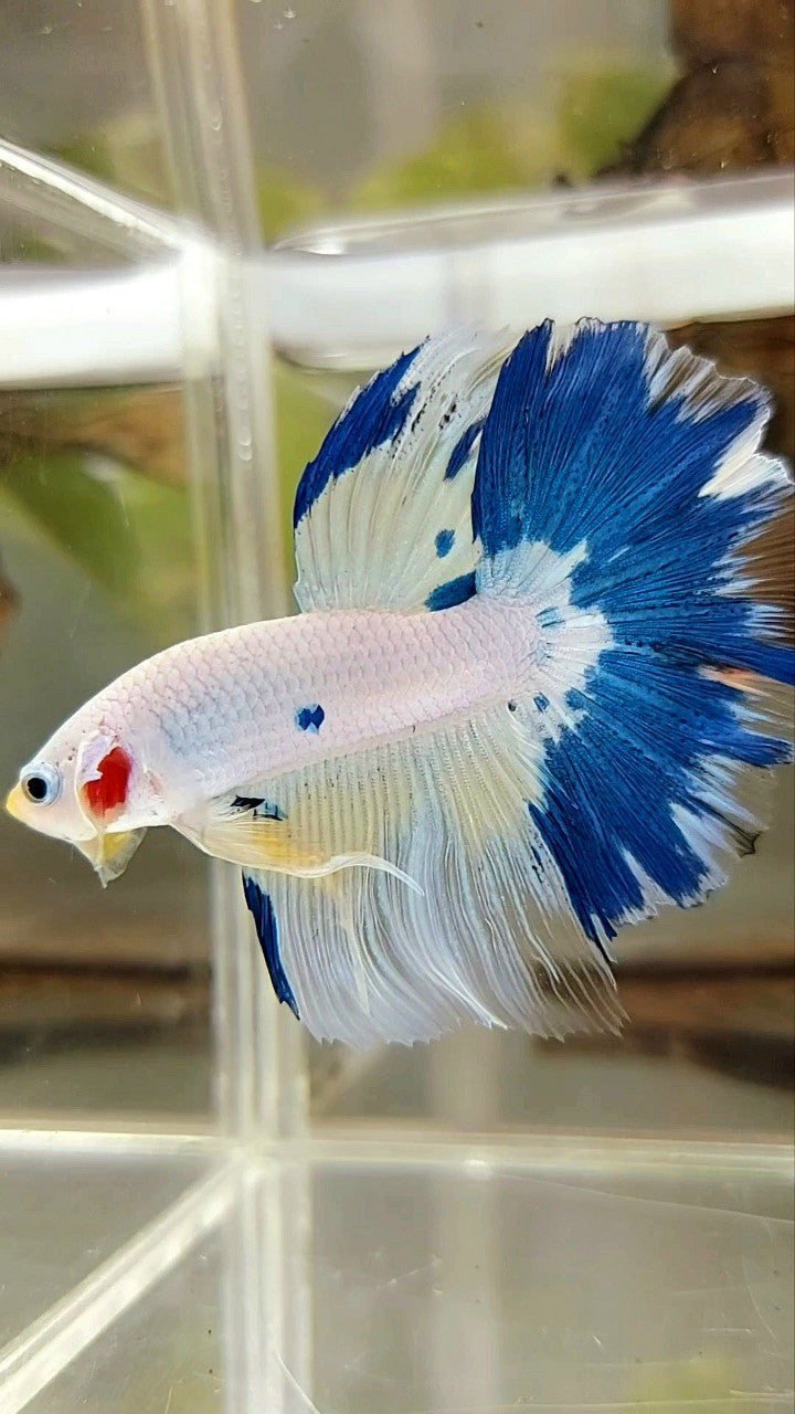 HALFMOON ROSETAIL BLUE MARBLE YELLOW RIM BETTA FISH