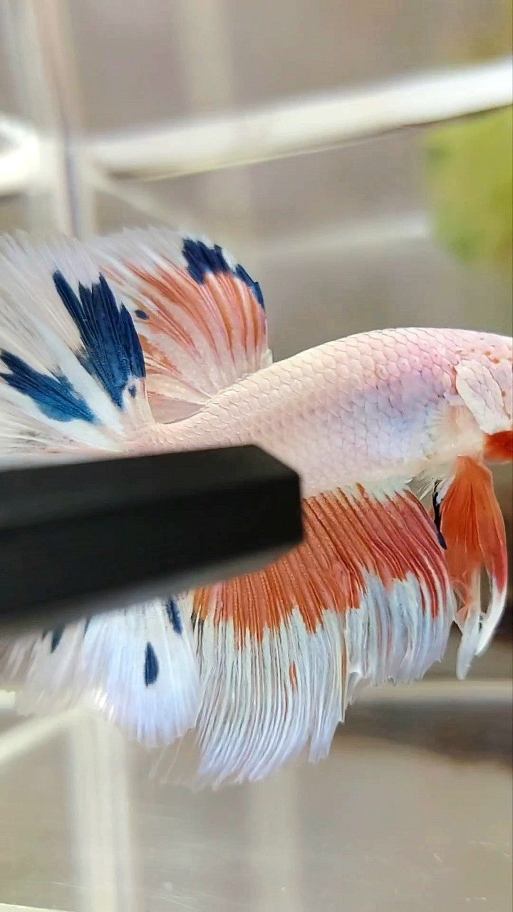 HALFMOON ROSETAIL PINK FLAMINGGO BLUE WASH BETTA FISH