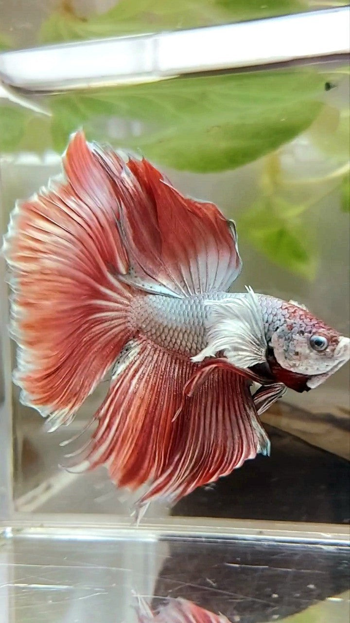 HALFMOON ROSETAIL DUMBO EAR RED COPPER BETTA FISH