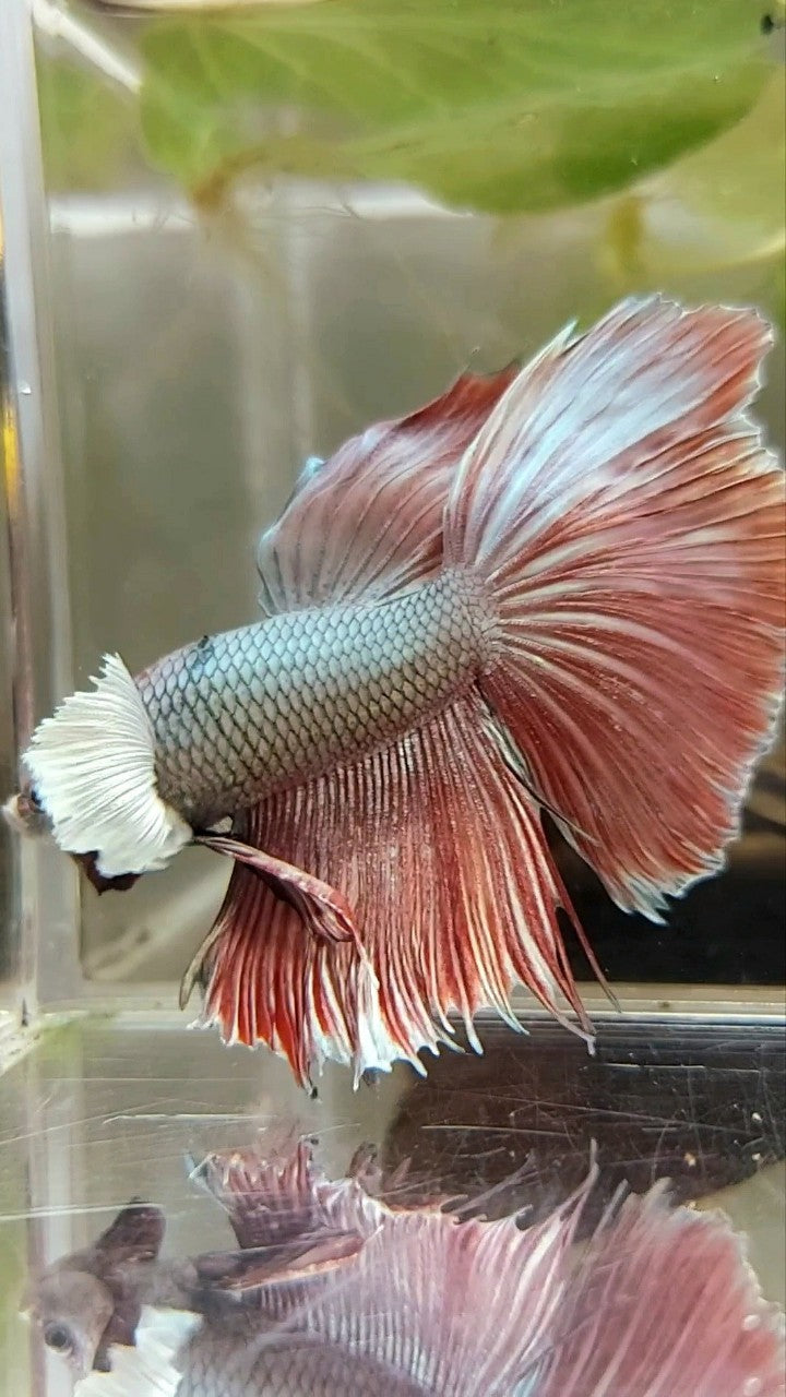 HALFMOON ROSETAIL DUMBO EAR ROTER KUPFER BETTA FISCH