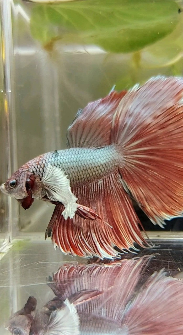 HALFMOON ROSETAIL DUMBO EAR RED COPPER BETTA FISH