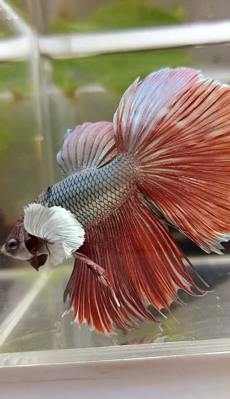 HALFMOON ROSETAIL DUMBO EAR RED COPPER BETTA FISH