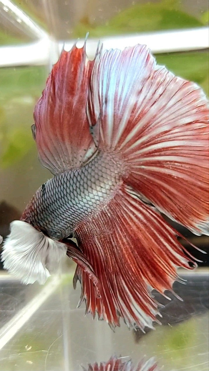 HALFMOON ROSETAIL DUMBO EAR RED COPPER BETTA FISH