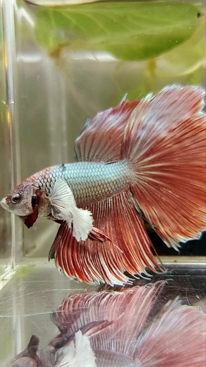 HALFMOON ROSETAIL DUMBO EAR RED COPPER BETTA FISH