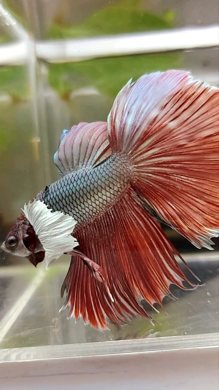 HALFMOON ROSETAIL DUMBO EAR RED COPPER BETTA FISH