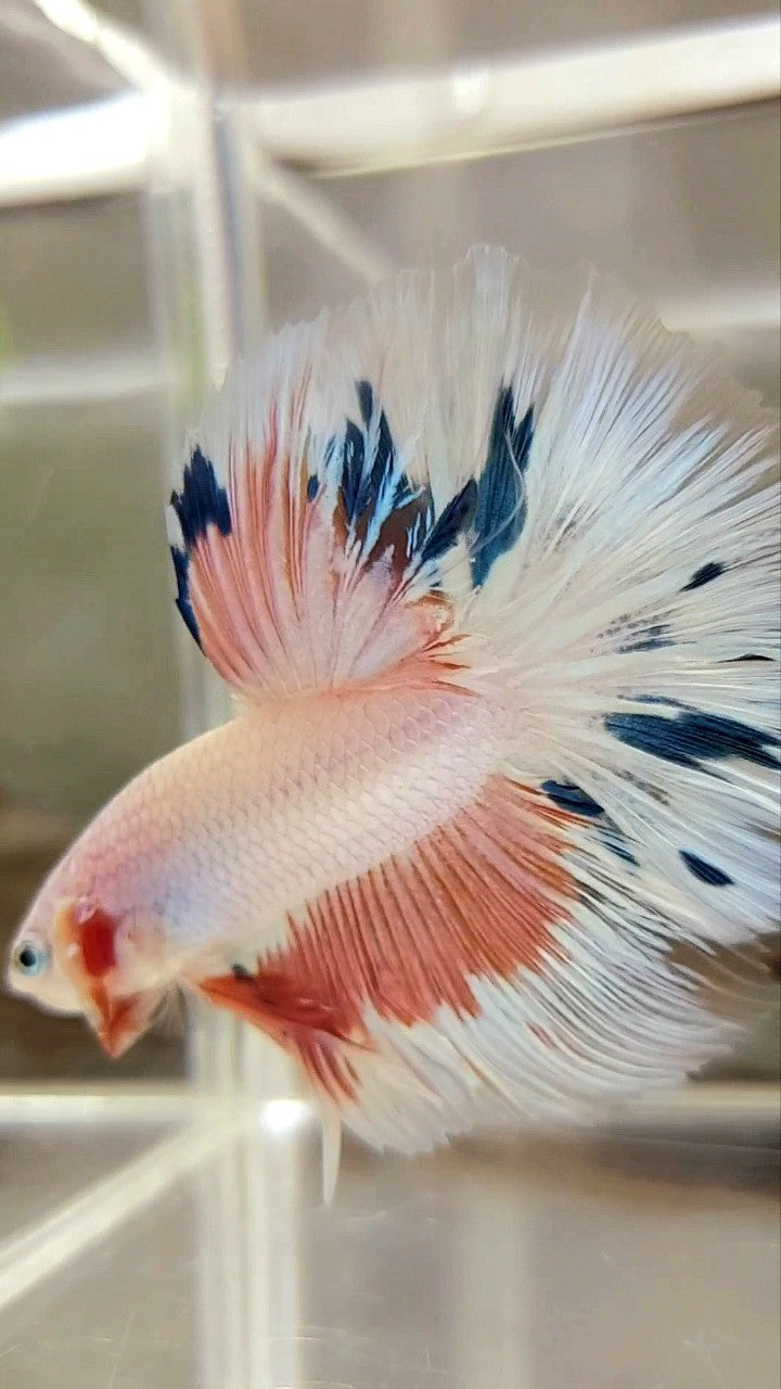 HALFMOON ROSETAIL PINK FLAMINGGO BLUE WASH BETTA FISH