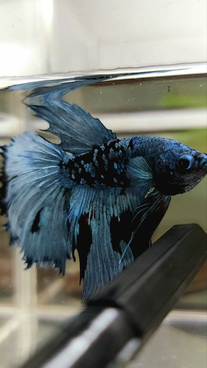 HALFMOON BLACK STAR GALAXY BLAUER AVATAR BETTA FISH