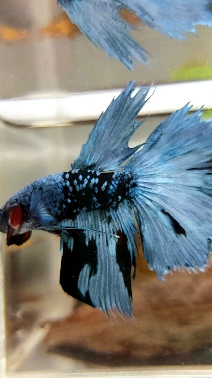 HALFMOON BLACK STAR GALAXY BLUE AVATAR BETTA FISH