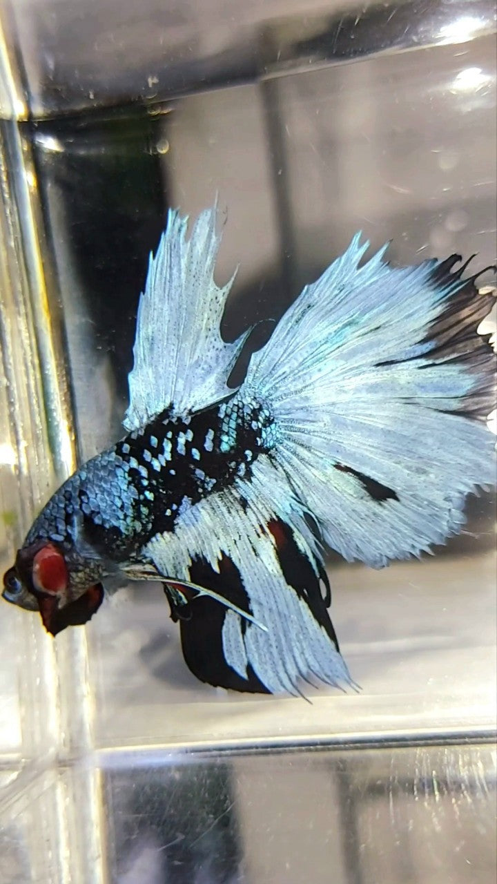 HALFMOON BLACK STAR GALAXY BLUE AVATAR BETTA FISH