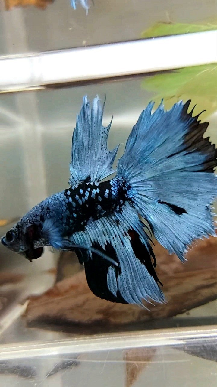 HALFMOON BLACK STAR GALAXY BLUE AVATAR BETTA FISH