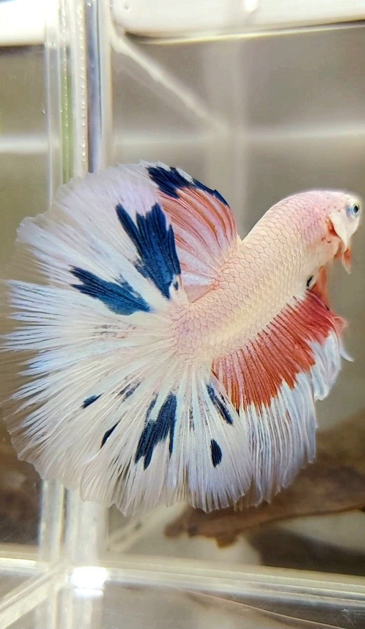 HALFMOON ROSETAIL ROSA FLAMINGGO BLUE WASH BETTA FISH