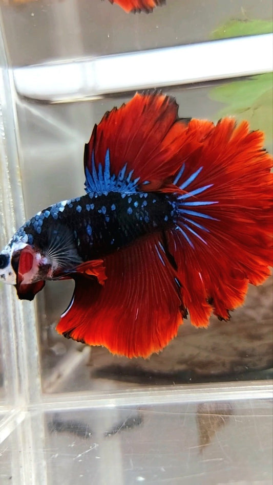 HALFMOON ROSETAIL BLACK STAR GALAXY BLUE AVATAR RED VAMPIRE BETTA FISH