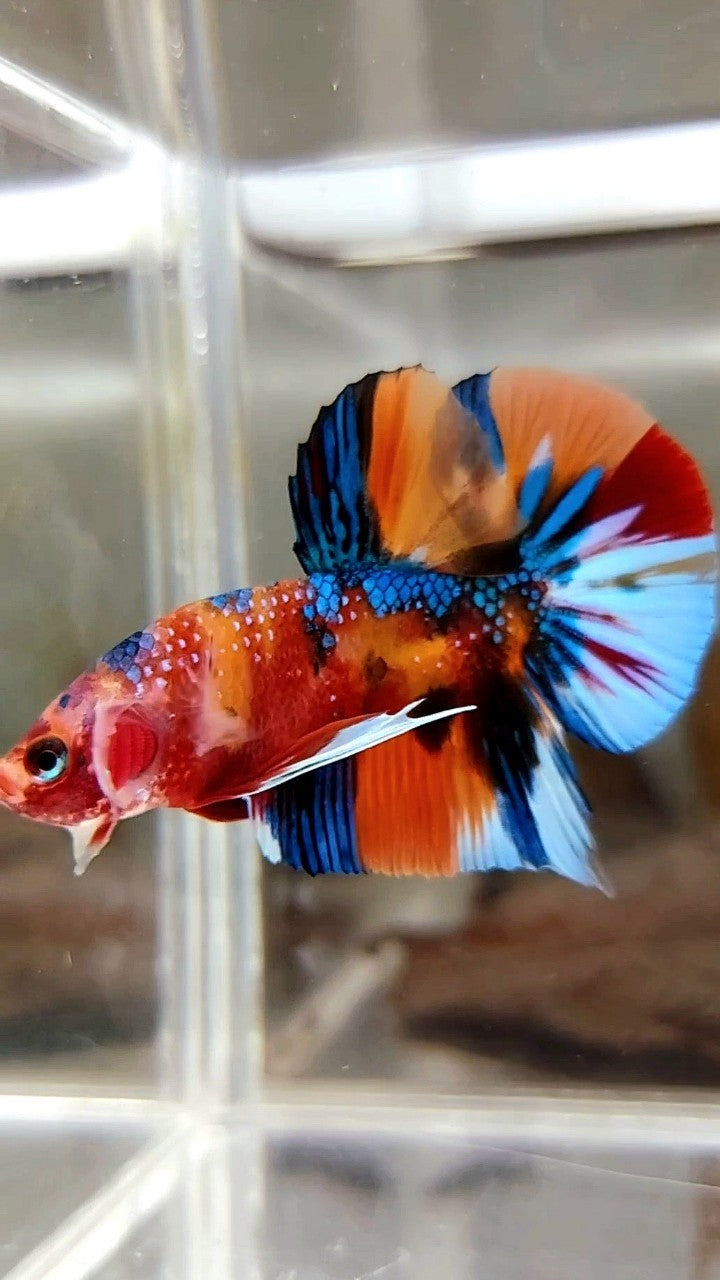 PLAKAT ORANGE BLUE METTALIC MULTICOLOR RARE BETTA FISH