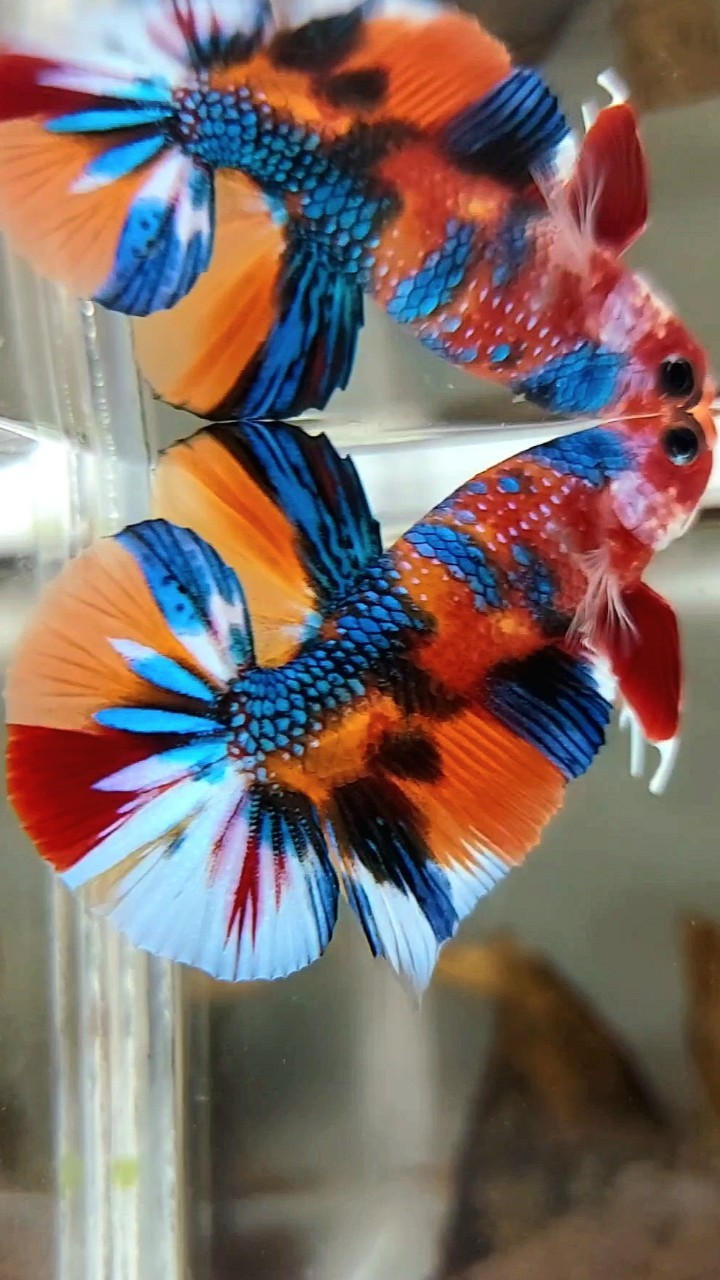 PLAKAT ORANGE BLUE METTALIC MULTICOLOR RARE BETTA FISH