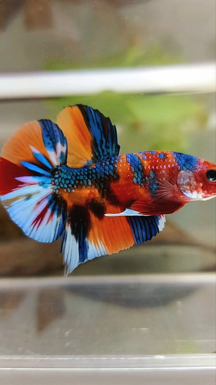 PLAKAT ORANGE BLUE METTALIC MULTICOLOR RARE BETTA FISH