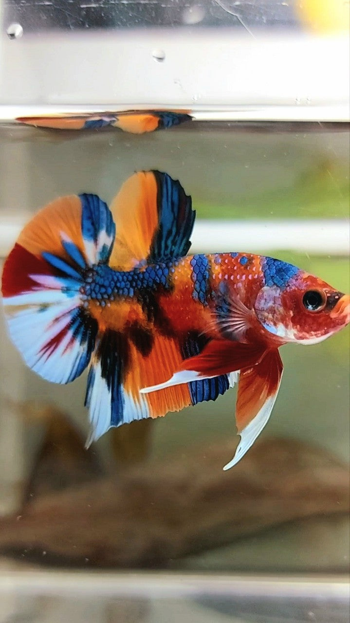 PLAKAT ORANGE BLUE METTALIC MULTICOLOR RARE BETTA FISH