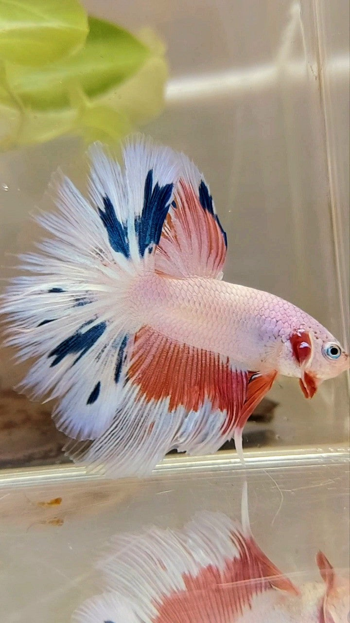 HALFMOON ROSETAIL ROSA FLAMINGGO BLUE WASH BETTA FISH