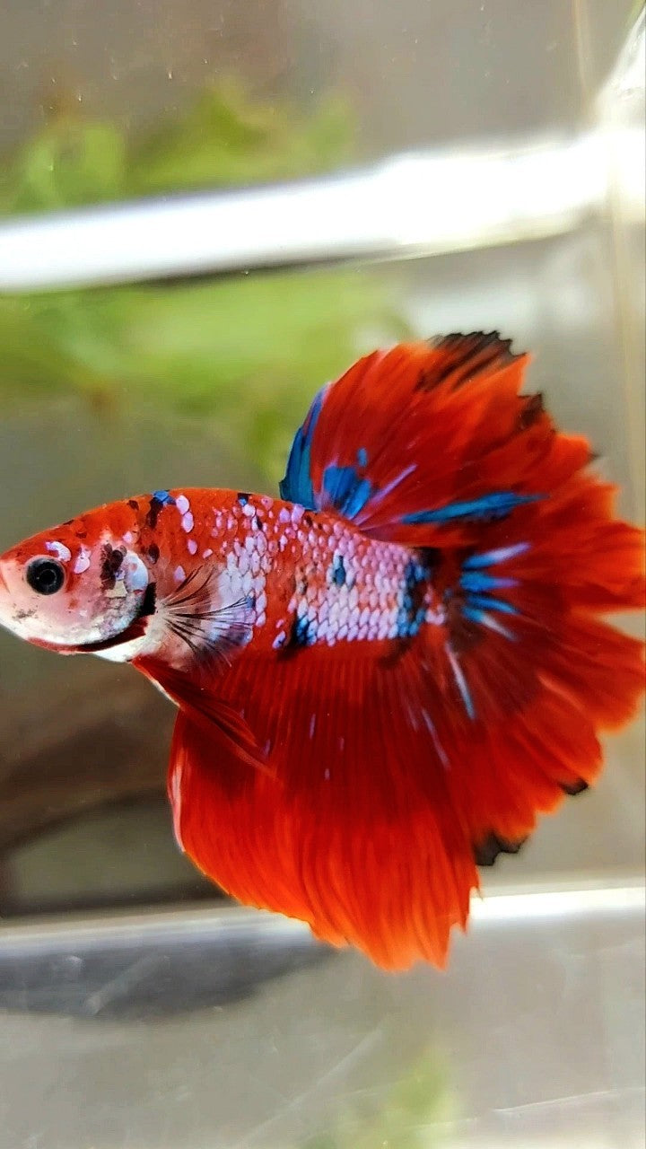 Red Pattern Betta Fish HALFMOON ROSETAIL RED FANCY MULTICOLOR BETTA FISH – Rare Betta Fish Store